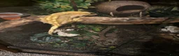 Gecko reptiles for sale: Gecko  - Advert 5