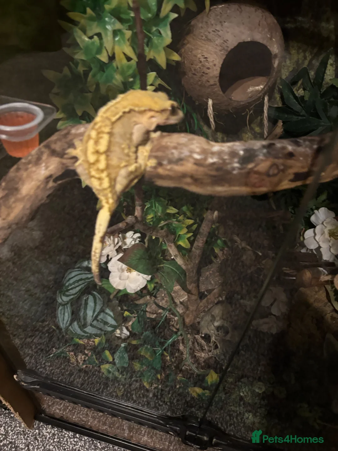 Gecko reptiles for sale: Gecko  - Advert 5