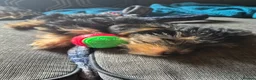 Yorkshire Terrier dogs for sale: 3 beautiful Yorkshire terriers puppies left - Advert 9