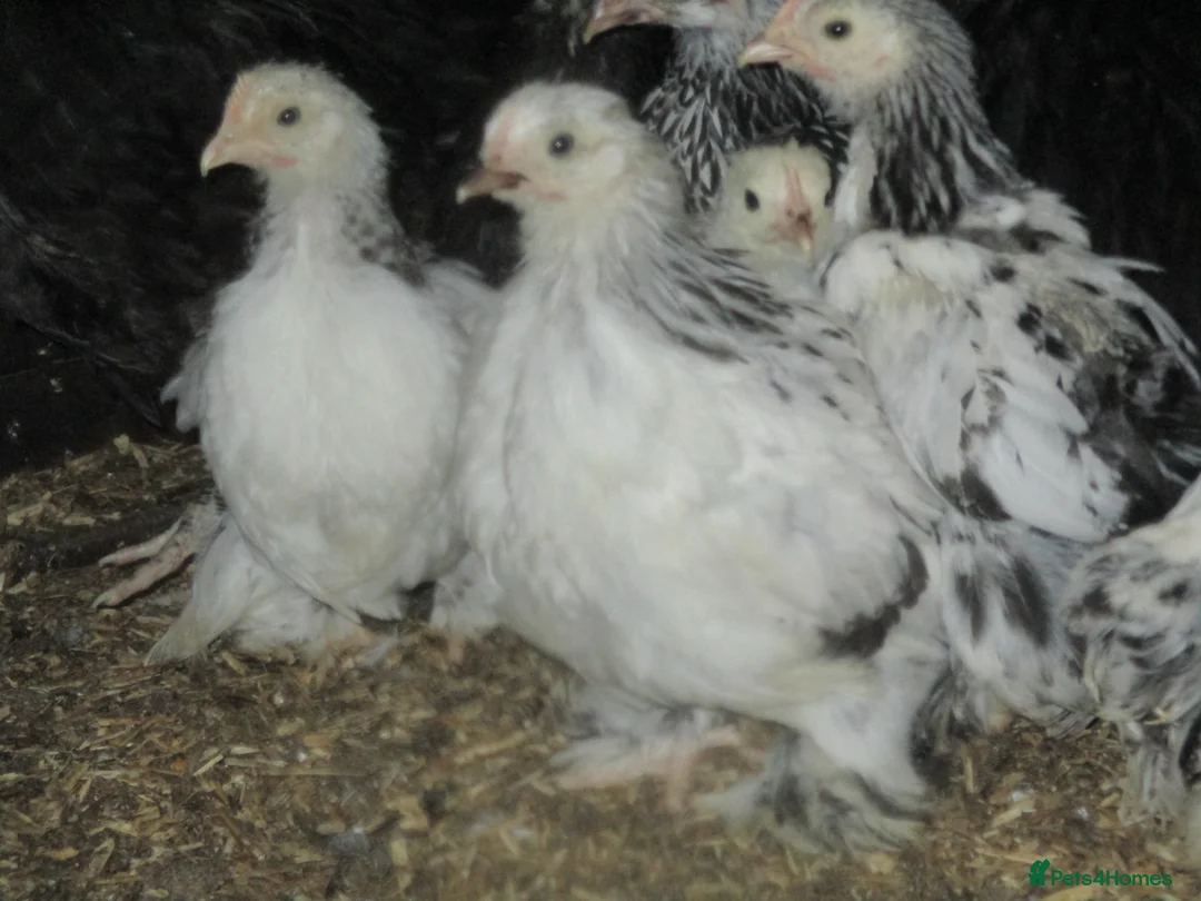 Chickens poultry for sale:  Colombian, silver/black Pekin Bantam pullets Aug/ - Advert 7