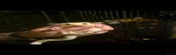 Sugar Glider rodents for sale: Sugar Glider Joeys For Sale  - Advert 3