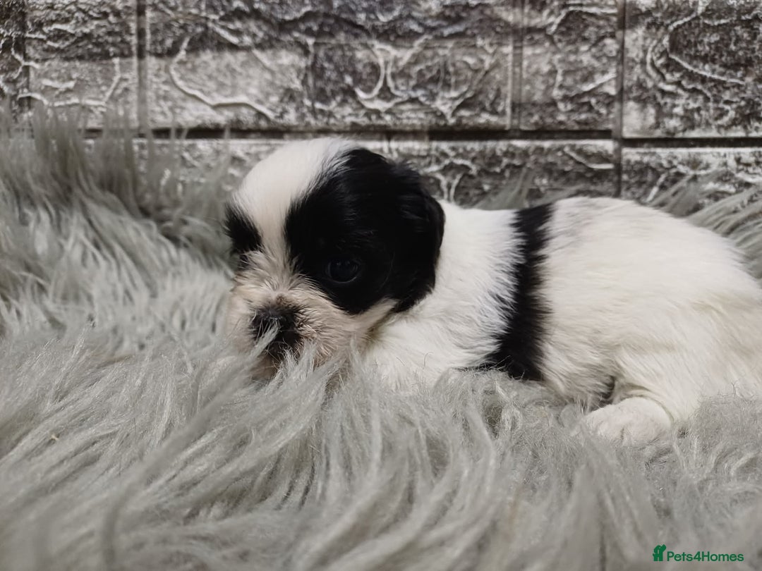 Mixed Breed dogs for sale: Lhasa apso/ shihtzu pups - Advert 2
