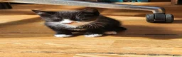 British Shorthair cats for sale: 3 kittens  - Advert 2