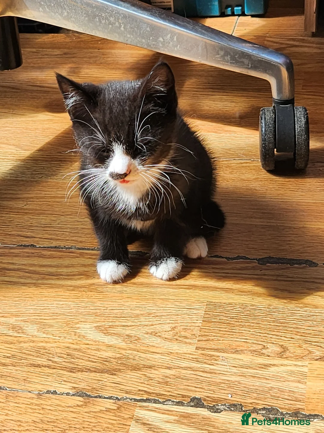 British Shorthair cats for sale: 3 kittens  - Advert 2