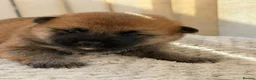 Japanese Shiba Inu dogs for sale: Japanese Shiba Inu Puppies Parents Health Tested - Advert 9