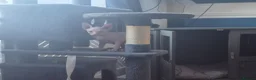 Sphynx cats for sale: I have two stunning kittens  - Advert 6