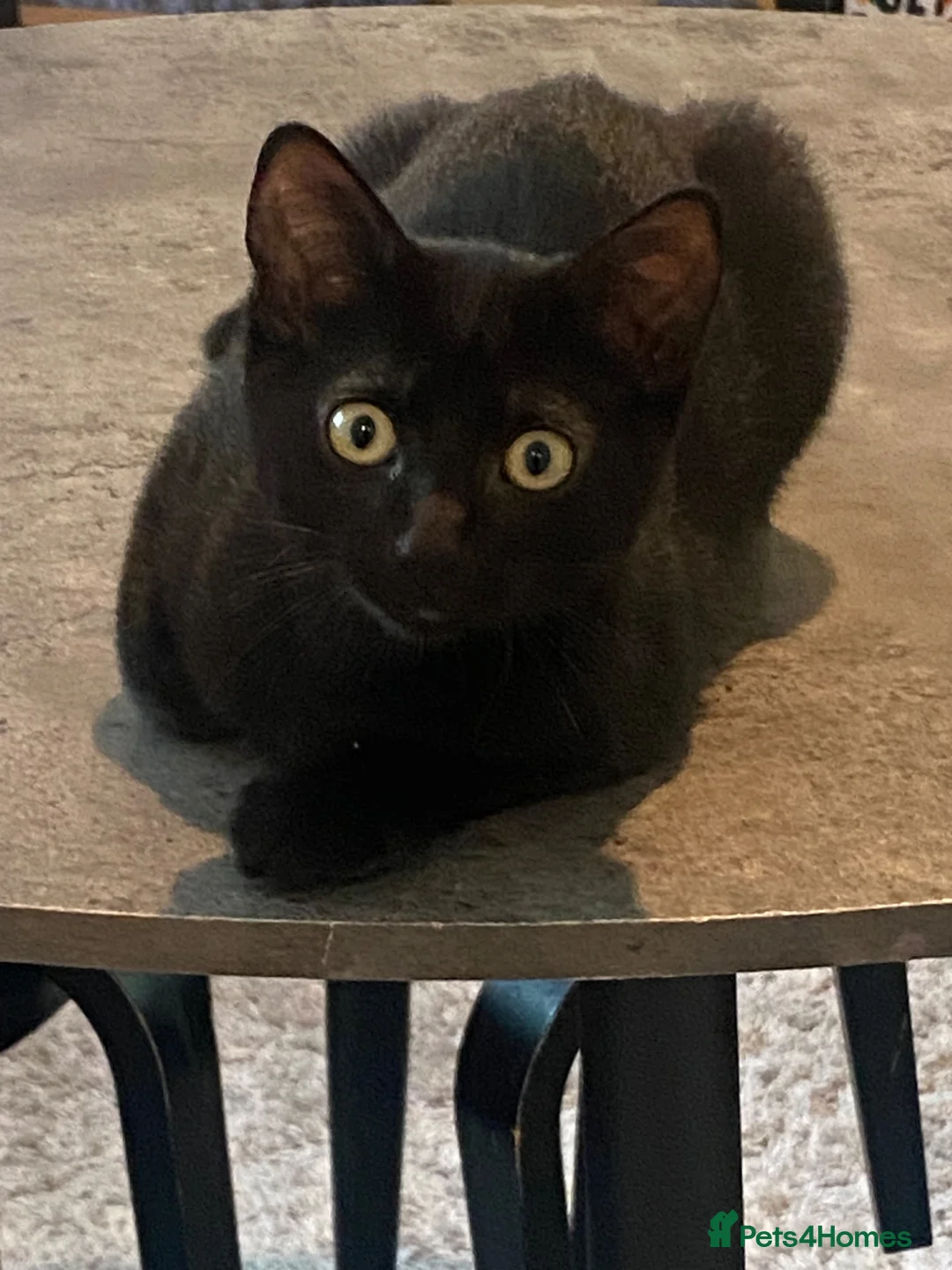 Mixed Breed cats for sale: Panther–Playful&Loving Kitten,Fully Litter Trained - Advert 2