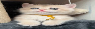 British Shorthair 2