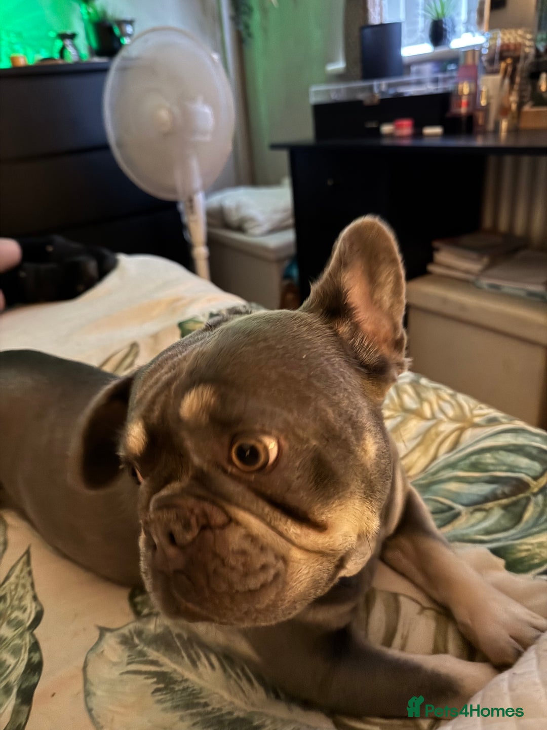 French Bulldog dogs for sale: Looking to Rehome My 2 French Bulldogs - Image 5