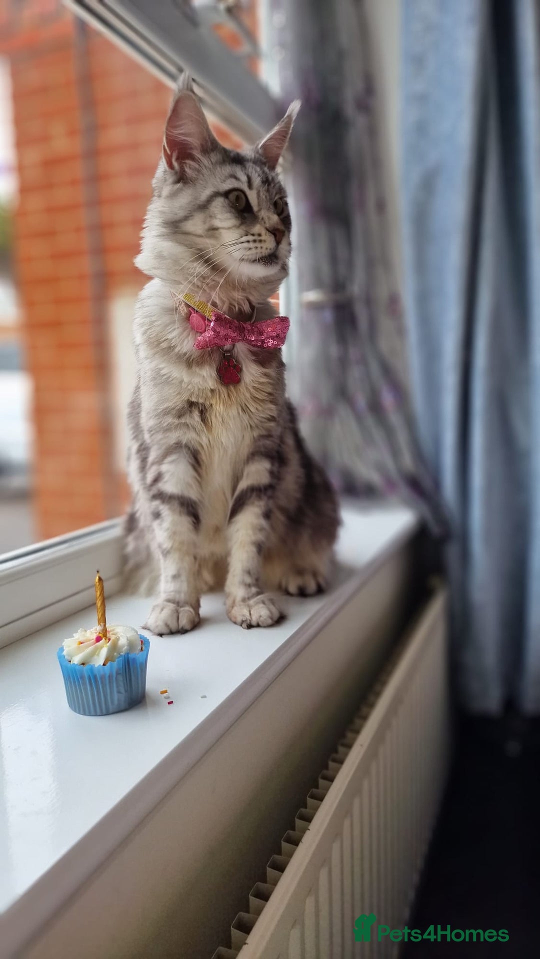 Maine Coon cats for sale: Beautiful 5 Year old Russian Zuki - Image 6
