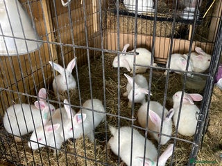 New Zealand rabbits New Zealand white Rabbits - Advert 1