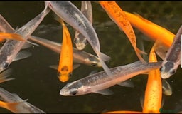 Koi Carp fish for sale: Pond fish  gost carp  gold fish  and more - Image 1