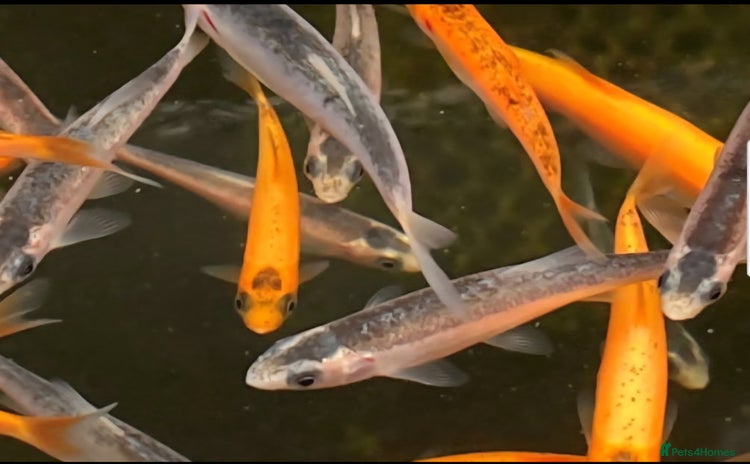 Koi Carp fish - Advert 7