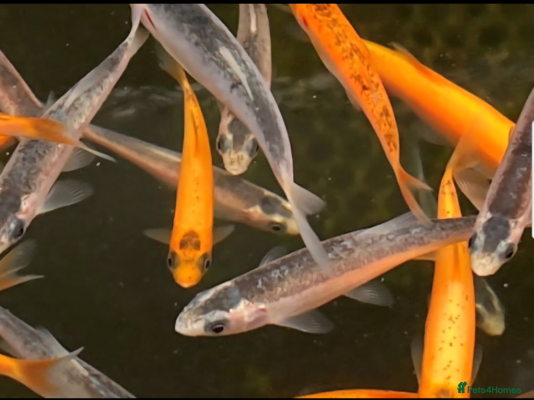 Koi Carp fish for sale: Pond fish  gost carp  gold fish  and more - Image 1