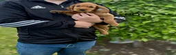 Cocker Spaniel dogs for sale: Beautiful cocker spaniel puppies in Street - Advert 4
