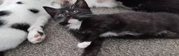 Mixed Breed cats for sale: Tuxedo black and white kittens - Advert 20