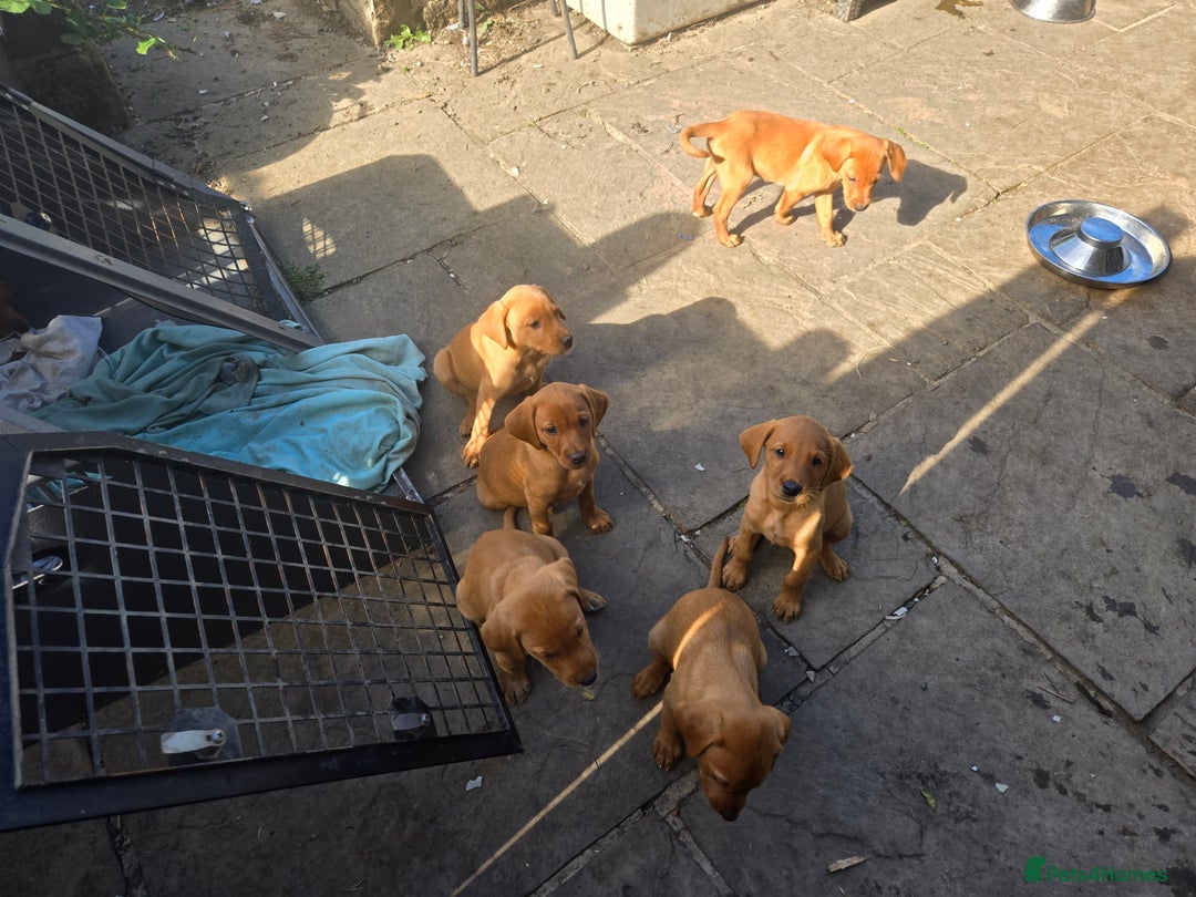 Labrador Retriever dogs for sale: Last Beautiful Fox Red KC Reg Lab Pups READY NOW - Image 17