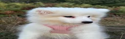 Samoyed dogs for sale: Exceptional Crufts-Line Samoyeds | Health Tested - Advert 5