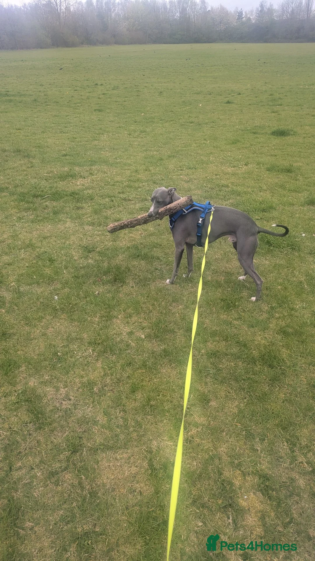Whippet dogs for stud: Handsome Blue Whippet Available at Stud in Andover - Advert 1