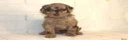 Australian Labradoodle dogs for sale: 🌈 Puppies have arrived, viewings in Oct❤️ - Advert 11