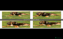 Cocker Spaniel dogs for sale: Beautiful Cocker Spaniel Puppies  - Image 21
