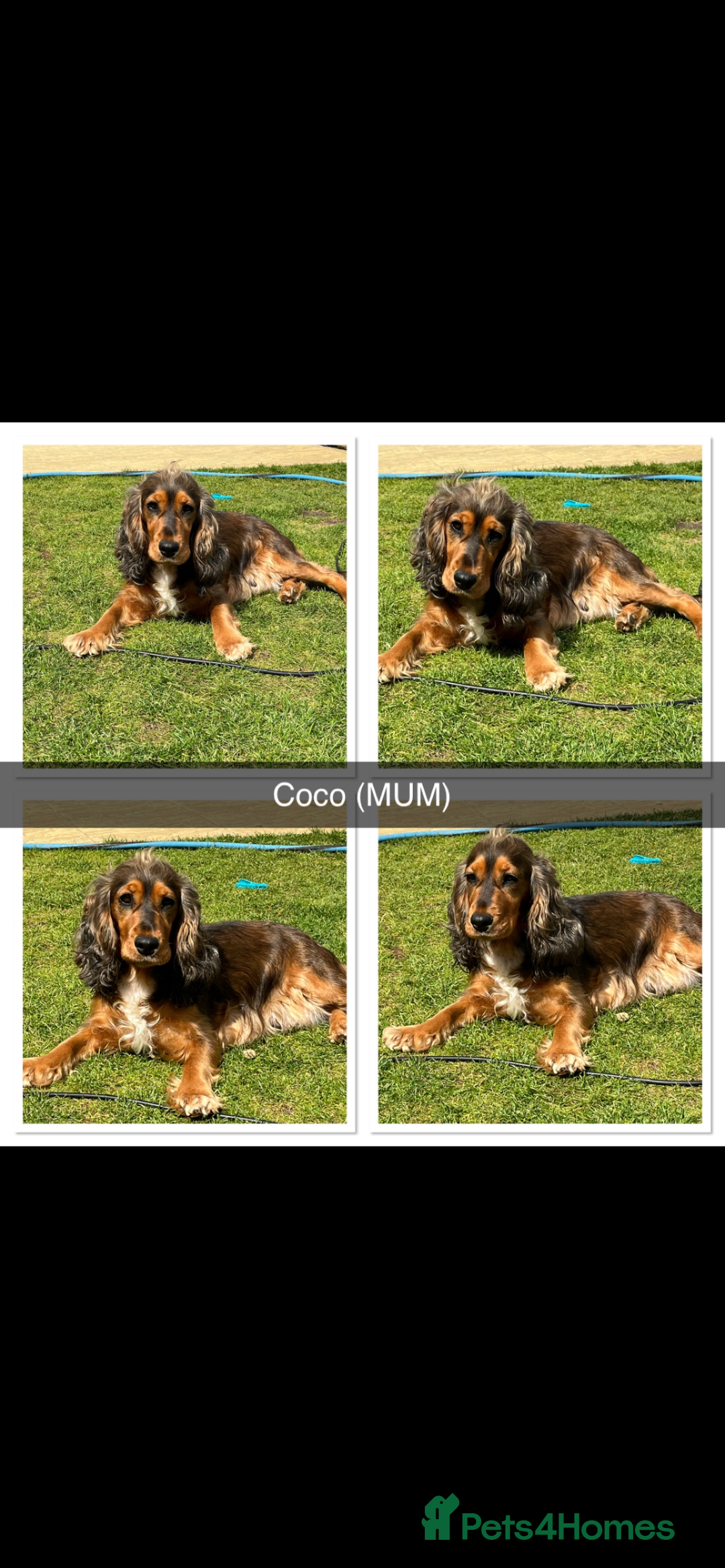 Cocker Spaniel dogs for sale: Beautiful Cocker Spaniel Puppies  - Image 21