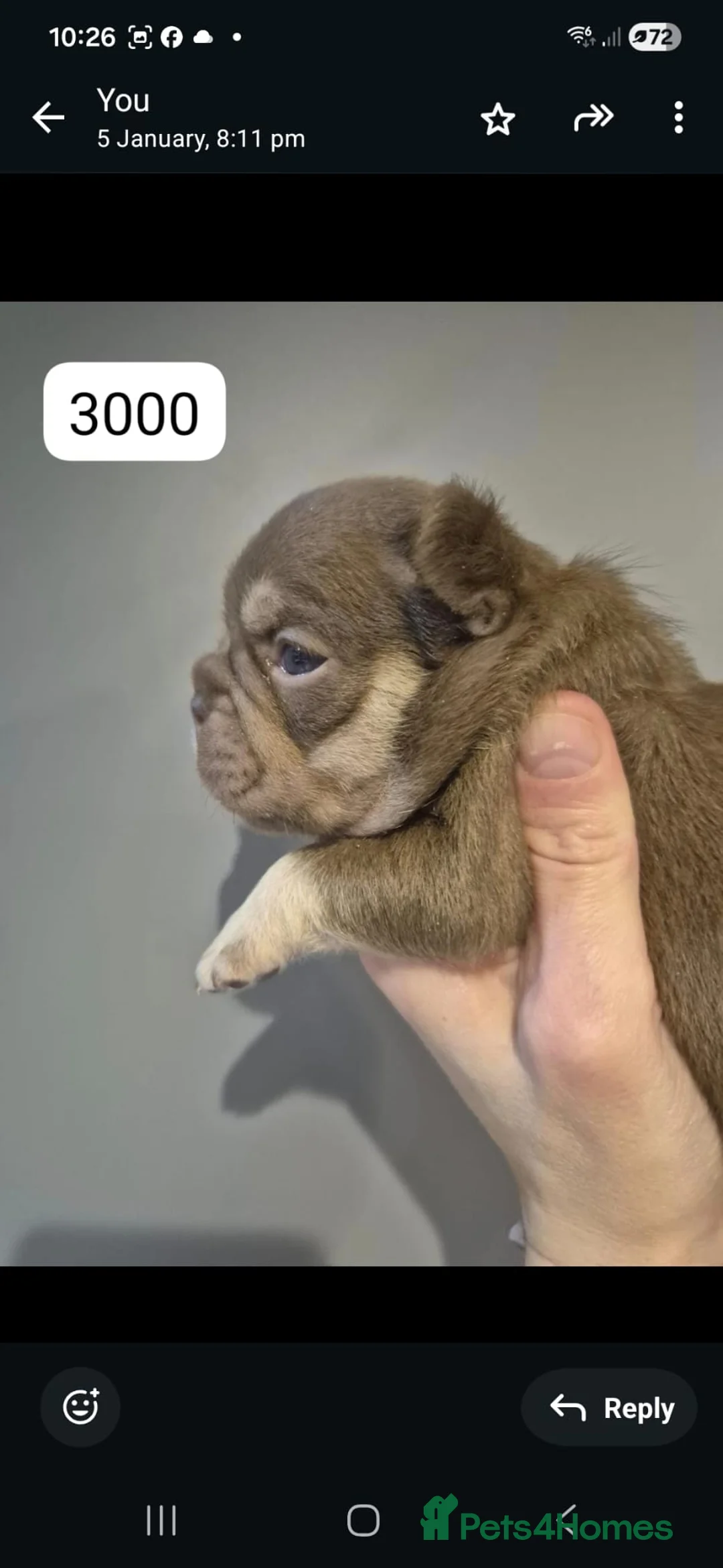 French Bulldog dogs for sale: French Bulldog Babies - Ready Now - Advert 10