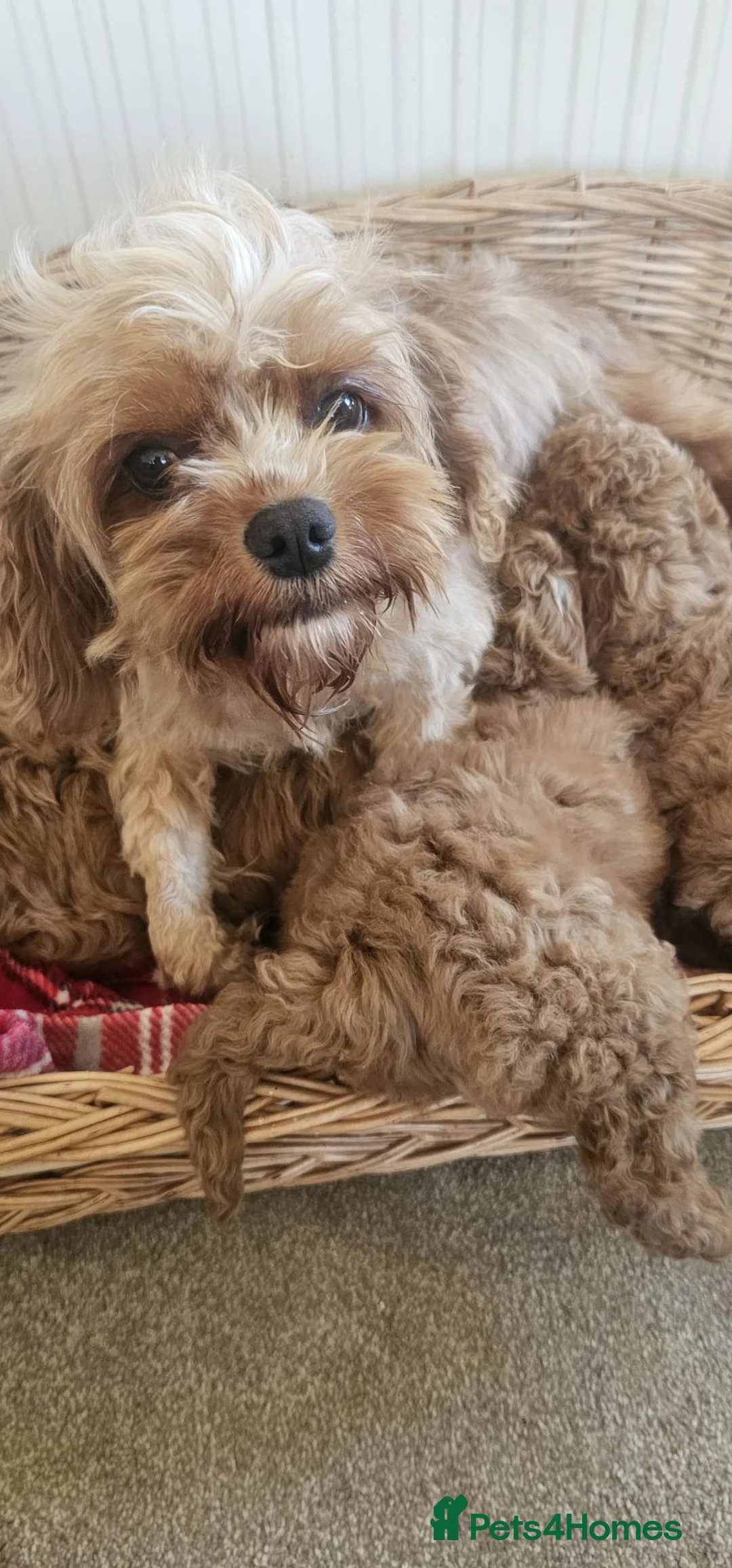 Cavapoo dogs for sale: Cavapoo puppies  - Advert 7