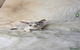 Devon Rex cats for sale: Devon Rex. 3 girls bominant blue eyes. All guts  - Image 28