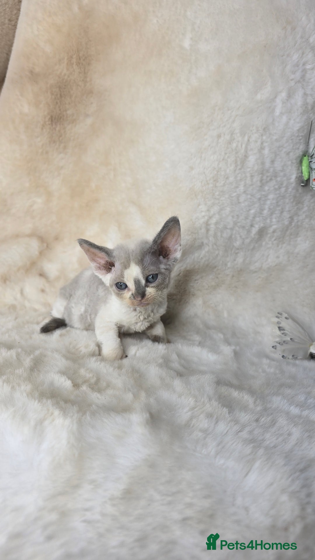 Devon Rex cats for sale: Devon Rex. 3 girls bominant blue eyes. All guts  - Image 28