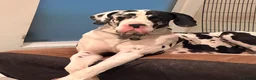 Great Dane dogs for stud: Karl the Great Dane for stud  in London - Advert 15