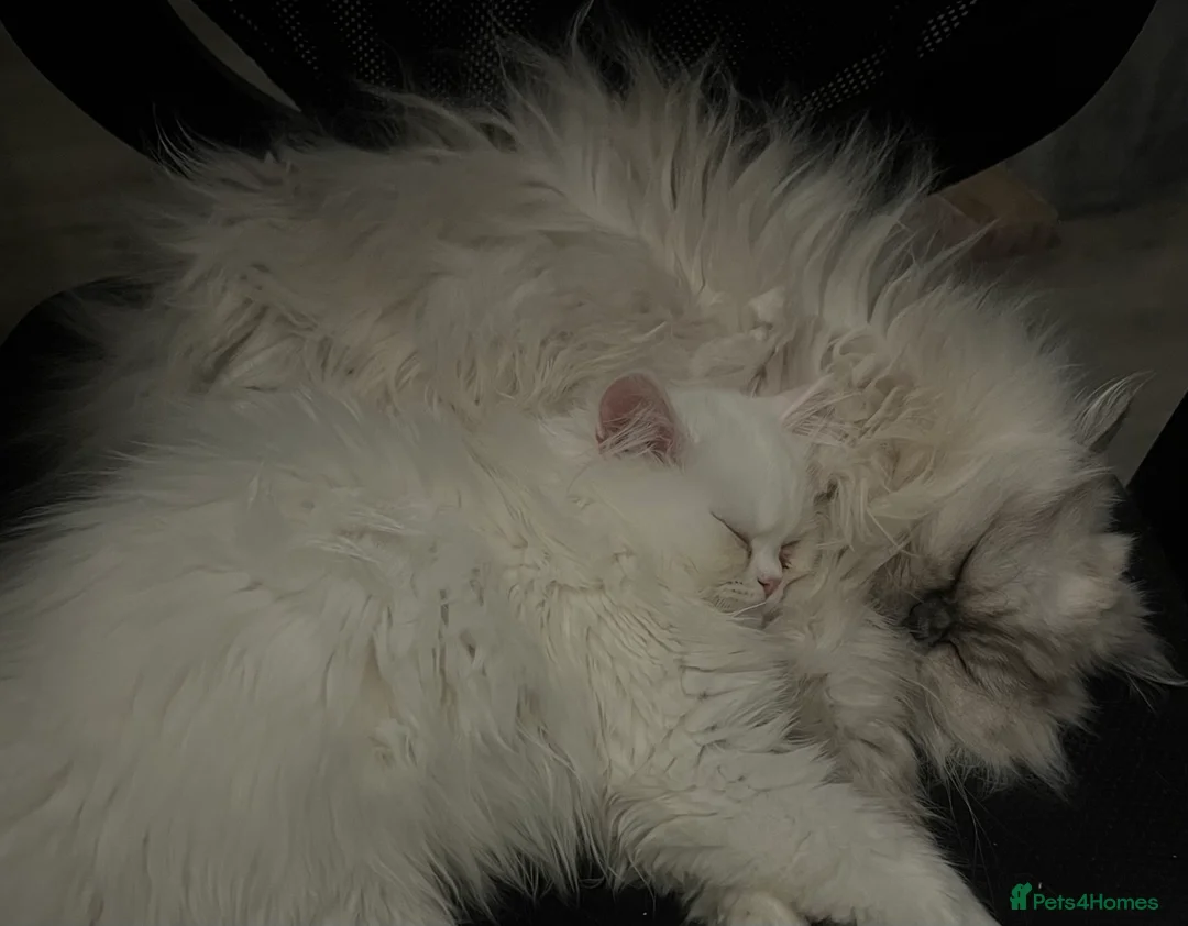 Persian cats for sale: Beautiful White Persian Kitten Fully Vaccinated - Advert 2