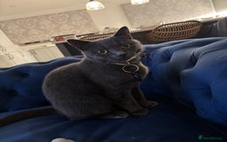 Russian Blue cats for sale: Gorgeous Russian 18 month male - Advert 2