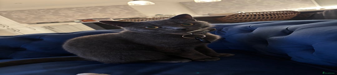 Russian Blue Kitten 1