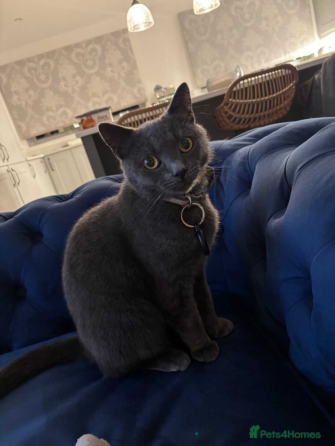Russian Blue cats for sale: Gorgeous Russian 18 month male - Advert 2