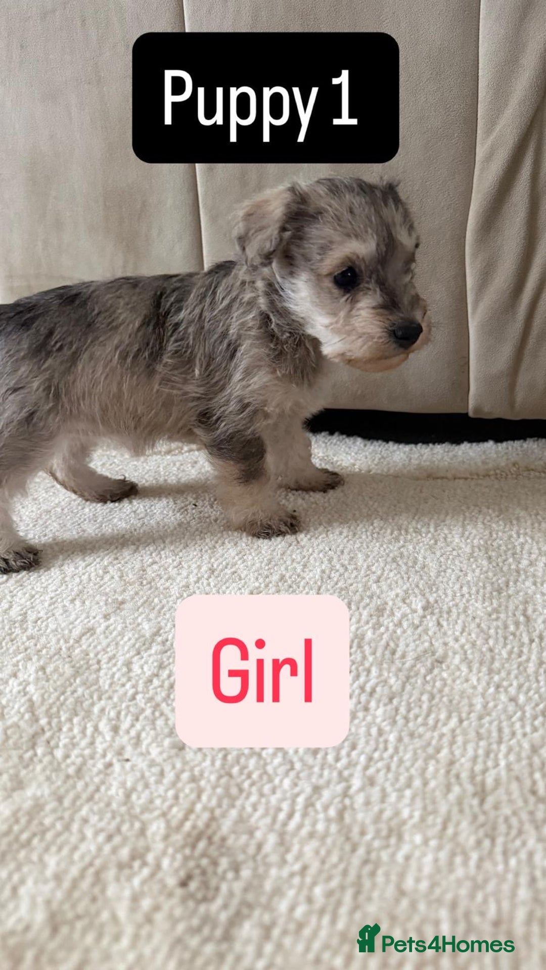 Mixed Breed dogs for sale: Schnoodle puppies for sale  - Advert 37