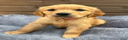Golden Retriever dogs for sale: 🩷READY NOW  Only one girls left 🩷 - Advert 2