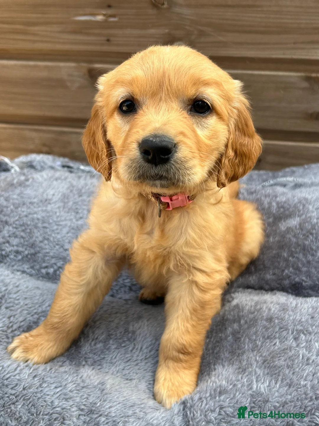 Golden Retriever dogs for sale: 🩷READY NOW  Only one girls left 🩷 - Advert 2