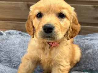 Golden Retriever dogs 🩷READY NOW Only one girls left 🩷 - Advert 12