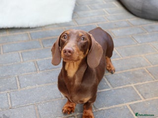 Miniature Dachshund dogs - Advert 13