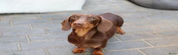 Miniature Dachshund dogs for stud: Chocolate and tan miniature dachshund for stud - Advert 5