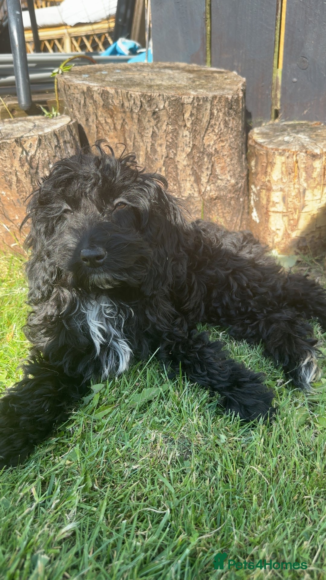 Cockapoo dogs for sale: Female cockapoo 6 months old  - Advert 2