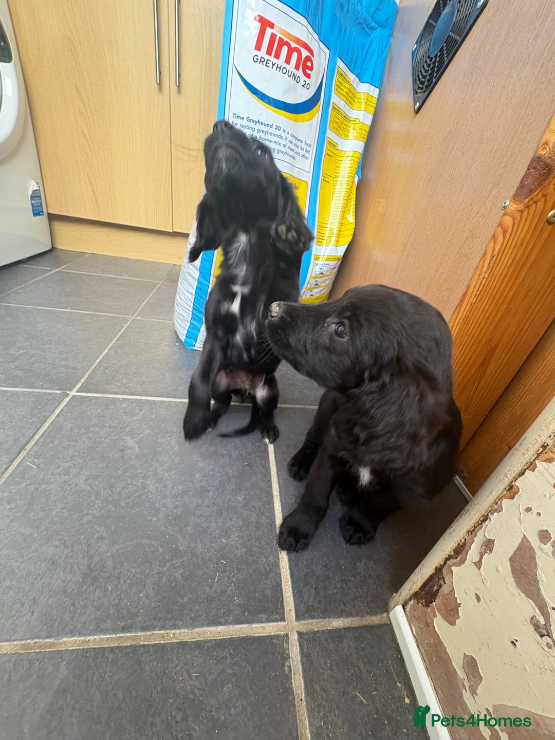 Cocker Spaniel dogs for sale: Gorgeous spaniel puppy’s   - Image 5
