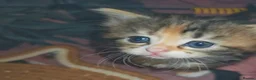 Mixed Breed cats for sale: 3 beautiful girls  - Advert 25