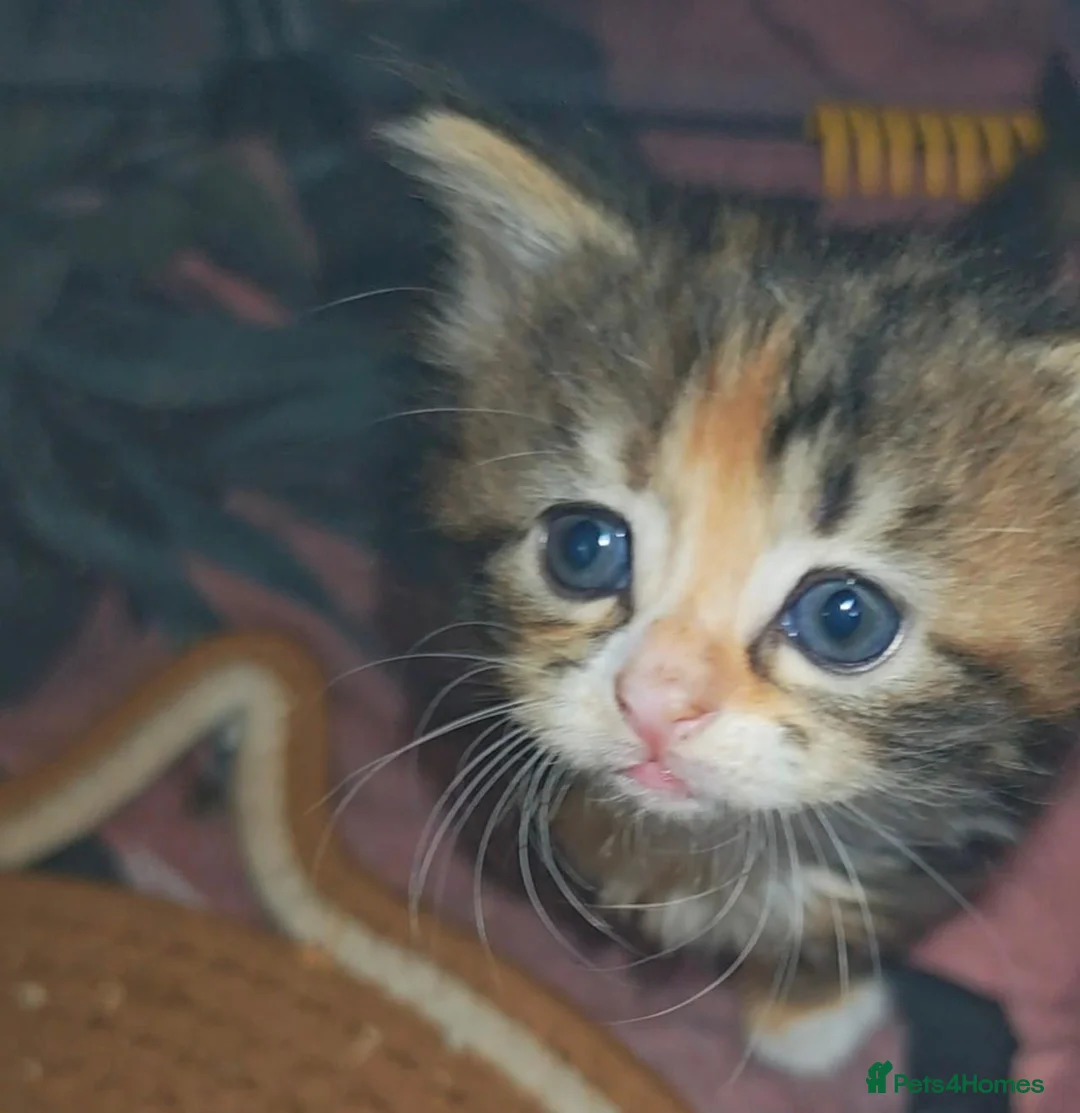 Mixed Breed cats for sale: 3 beautiful girls  - Advert 25