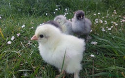Chickens poultry for sale: Day old chicks / hatching eggs Brahma sussex Pekin - Image 7
