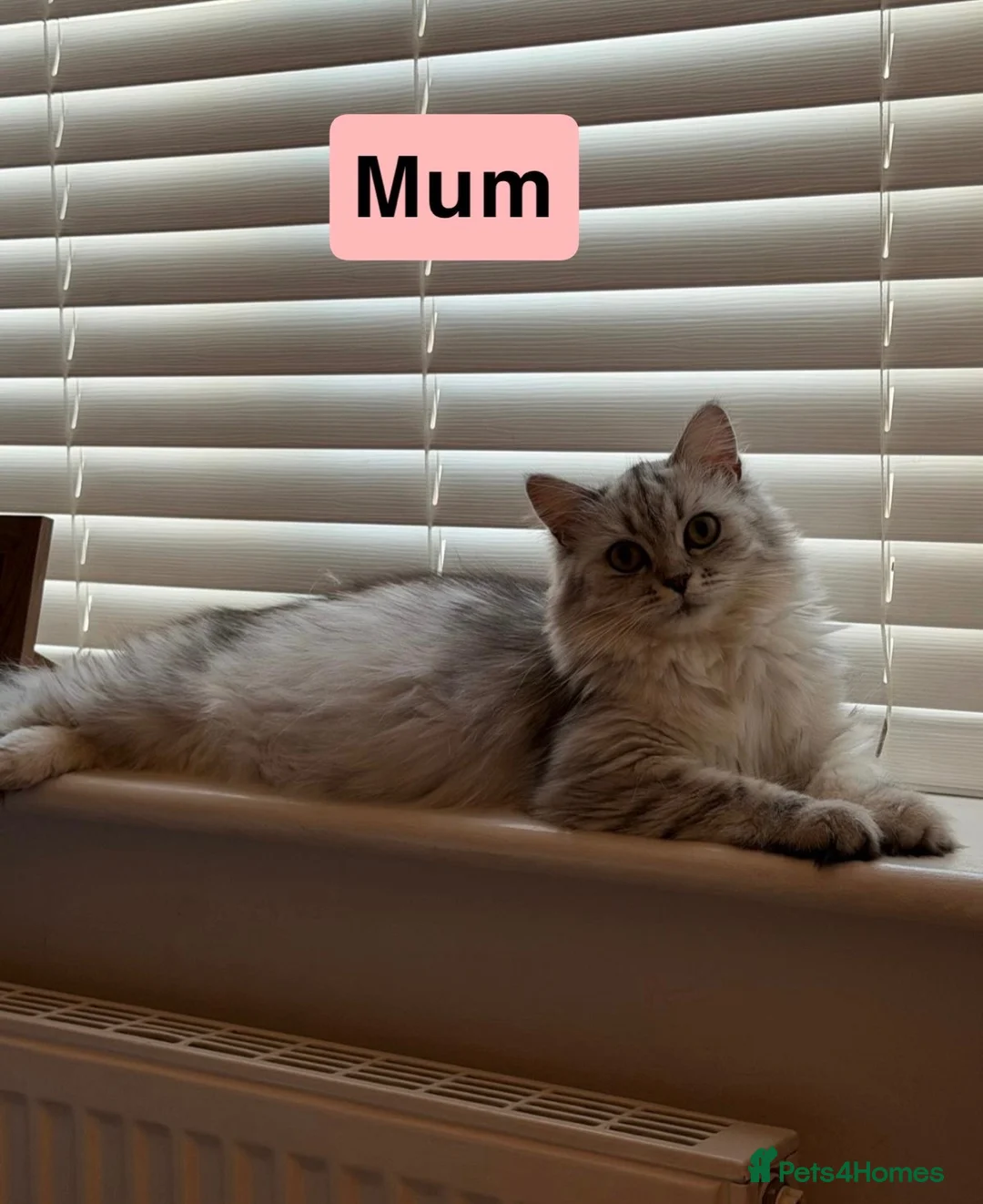 Persian cats for sale: Pure bred Chinchilla Persians  in Sheffield - Advert 2