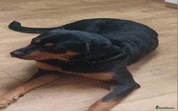 Mixed Breed dogs for sale: Luna.  in Shipley - Image 1
