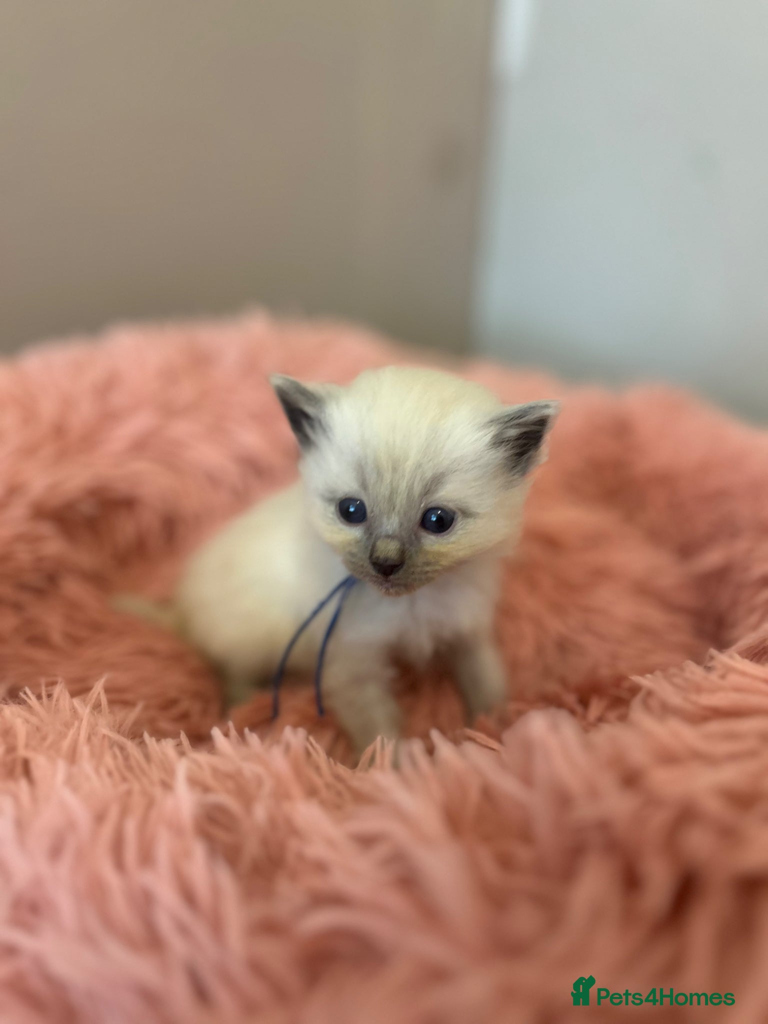 Ragdoll cats Beautiful purebreed ragdoll kittens  - Advert 17