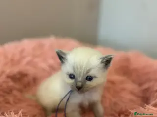 Ragdoll cats Beautiful purebreed ragdoll kittens - Advert 17